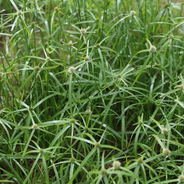 Cyperus aromaticus Habit