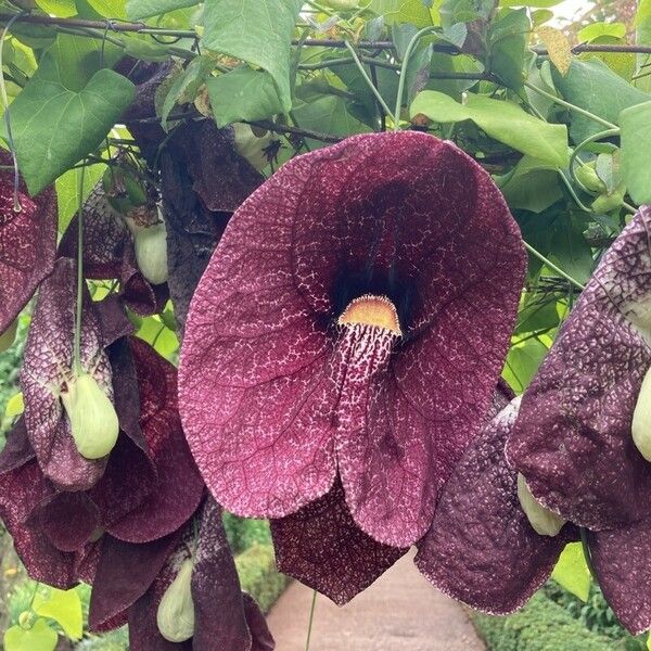 Aristolochia littoralis Blomst