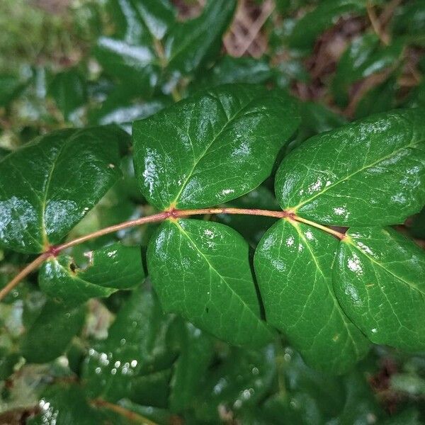 Mahonia aquifolium 葉