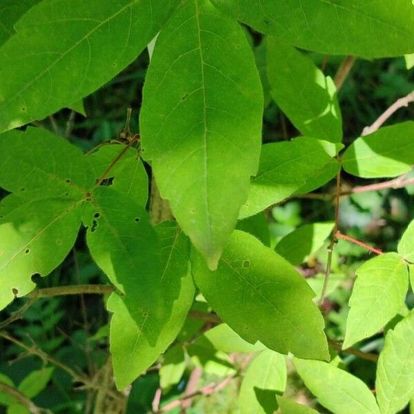 Acer triflorum Blad