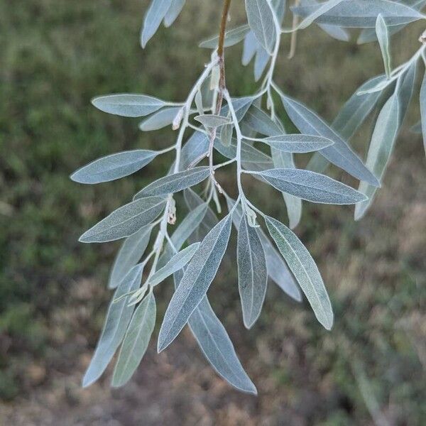 Elaeagnus angustifolia Foglia