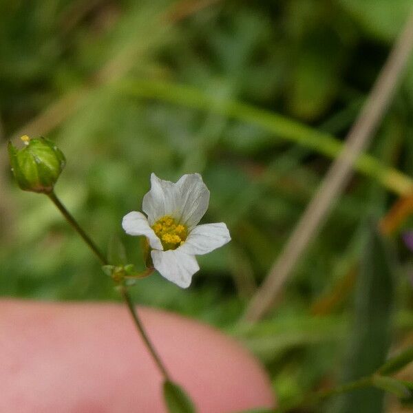 Linum catharticum Fiore