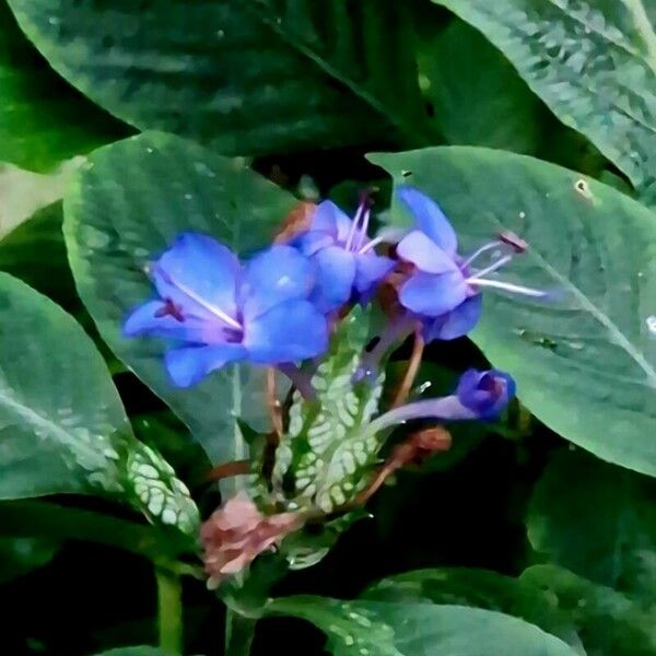 Eranthemum pulchellum Blomst