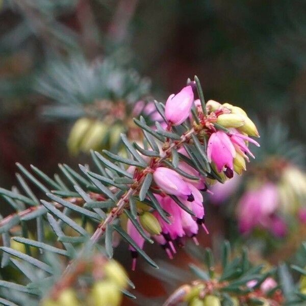 Erica carnea Blad