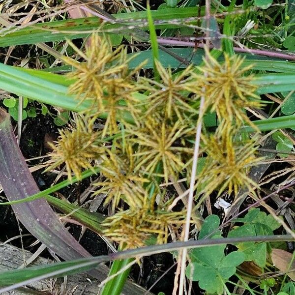 Cyperus esculentus Hostoa