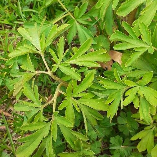 Corydalis cava Leaf