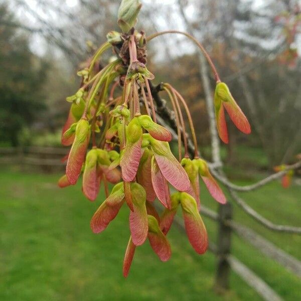 Acer rubrum Fruit