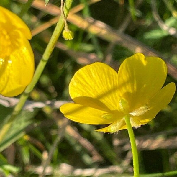 Ranunculus acris 花