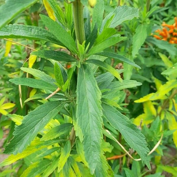 Leonotis leonurus برگ