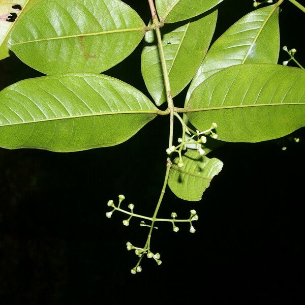 Myrcia fallax Feuille