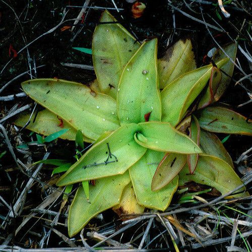 Pinguicula planifolia Folio