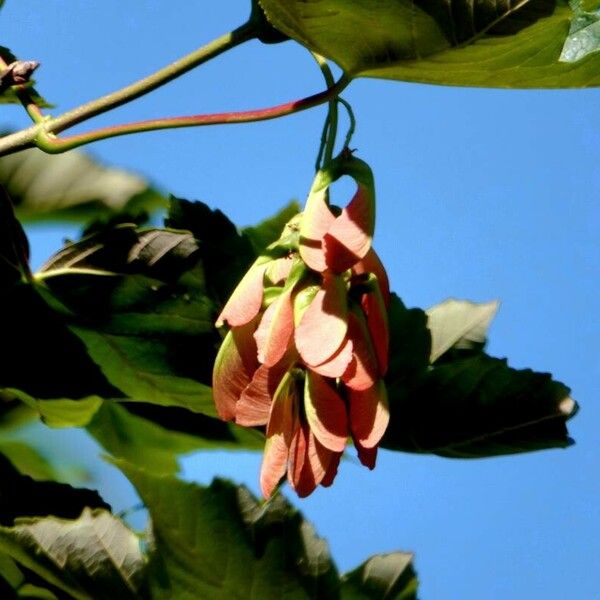 Acer tataricum Feuille