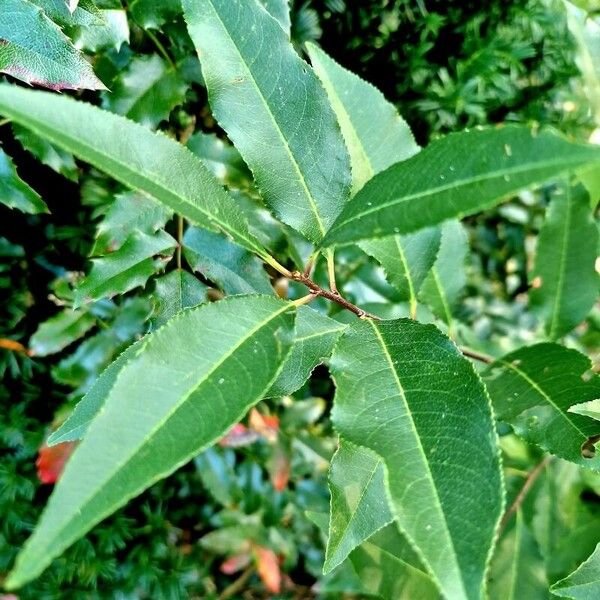 Prunus serotina Feuille