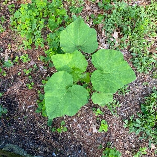 Cucurbita maxima Hostoa