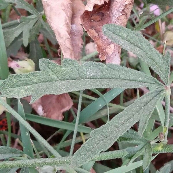 Althaea cannabina Leaf