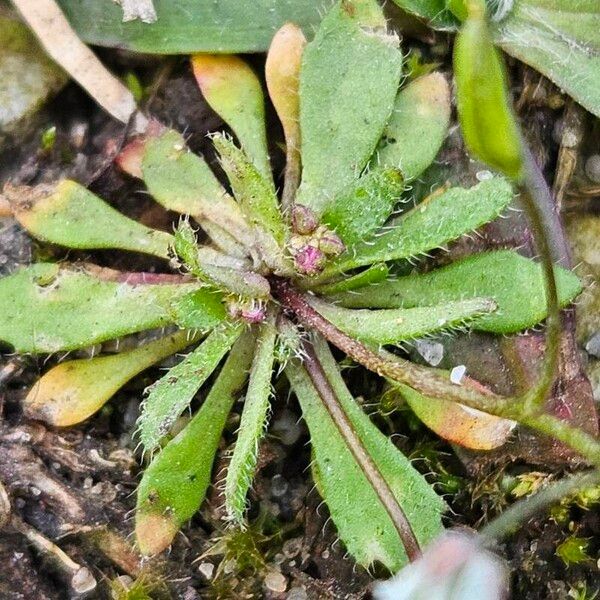 Draba verna Hoja