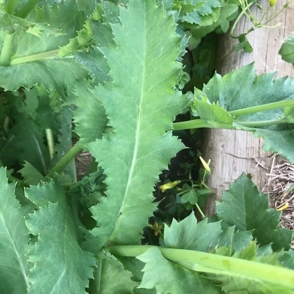 Papaver somniferum Blad