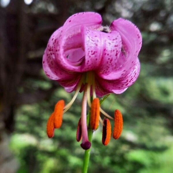 Lilium martagon Cvet