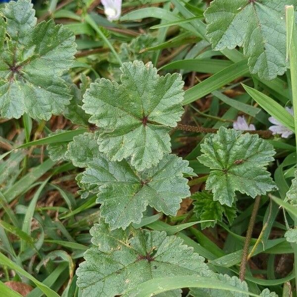 Malva neglecta পাতা