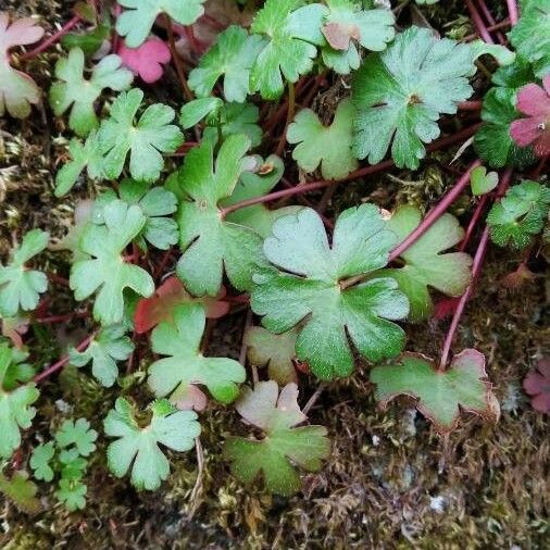 Geranium lucidum Leaf