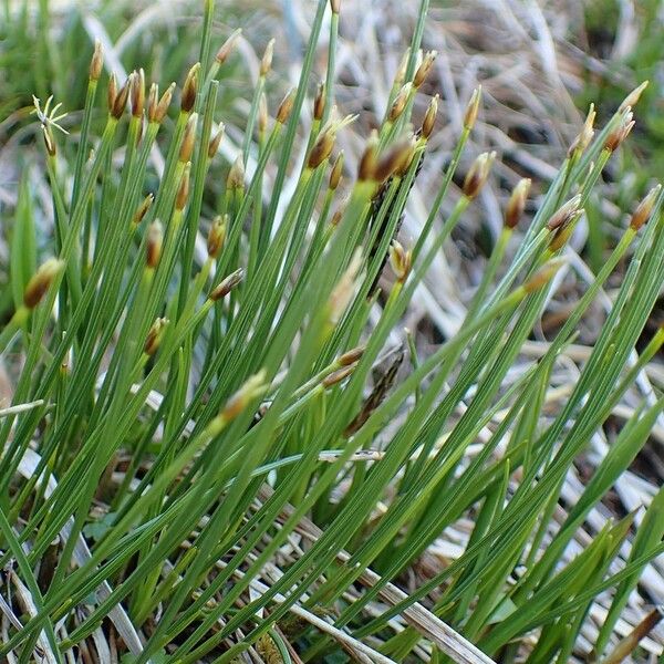 Trichophorum cespitosum Alkat (teljes növény)