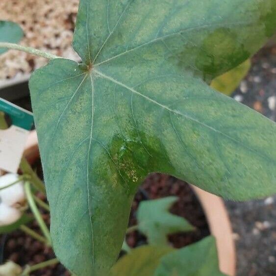 Gossypium herbaceum 葉