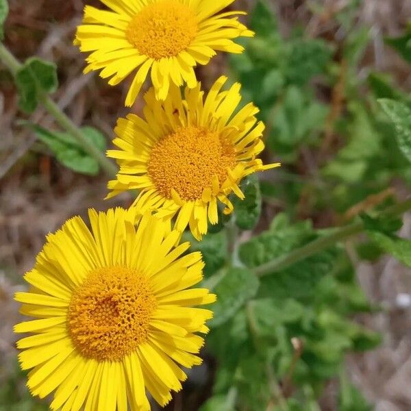 Pulicaria dysenterica Fiore