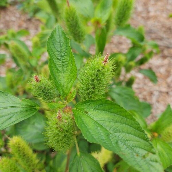 Acalypha arvensis Flower