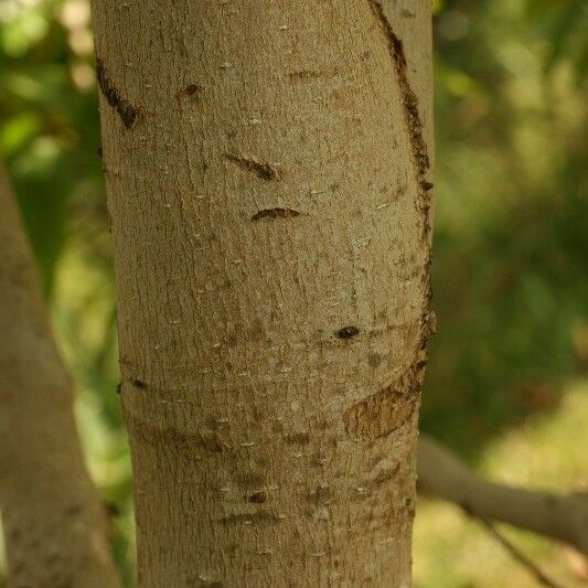 Michelia champaca Bark