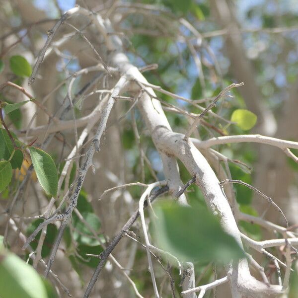 Spirostachys africana Bark