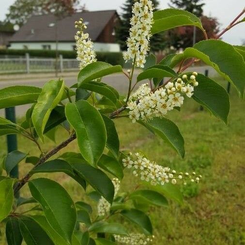 Prunus serotina Květ