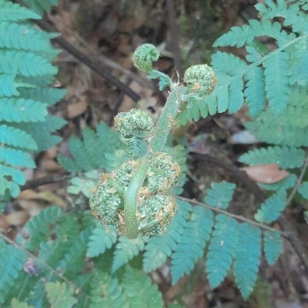 Cyathea microdonta Leaf