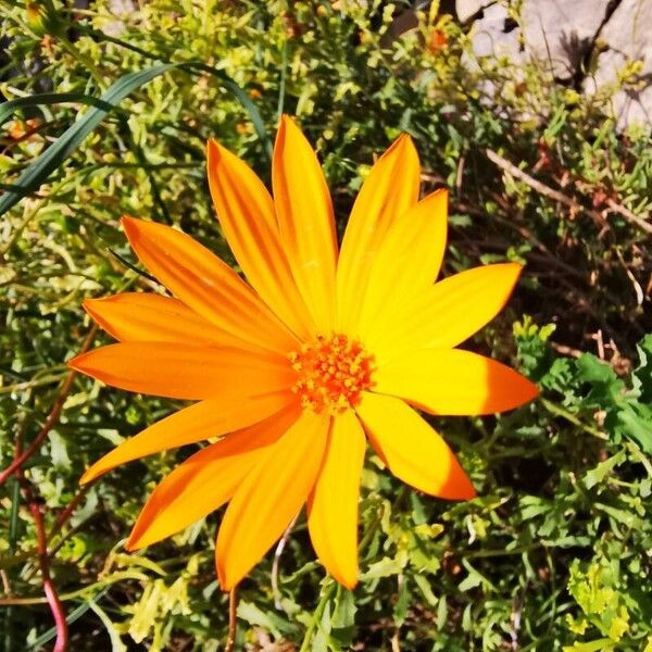 Dimorphotheca sinuata Flower