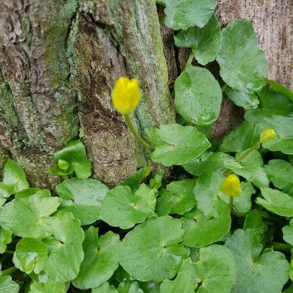 Nymphoides peltata Leht