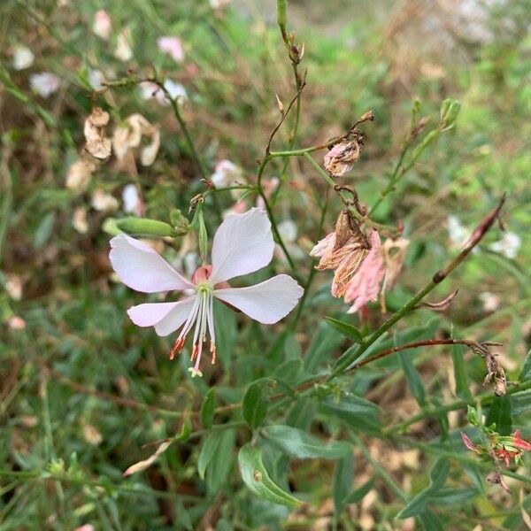 Oenothera gaura Fiore