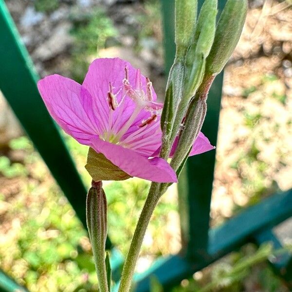 Oenothera rosea പുഷ്പം