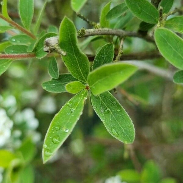 Spiraea hypericifolia برگ