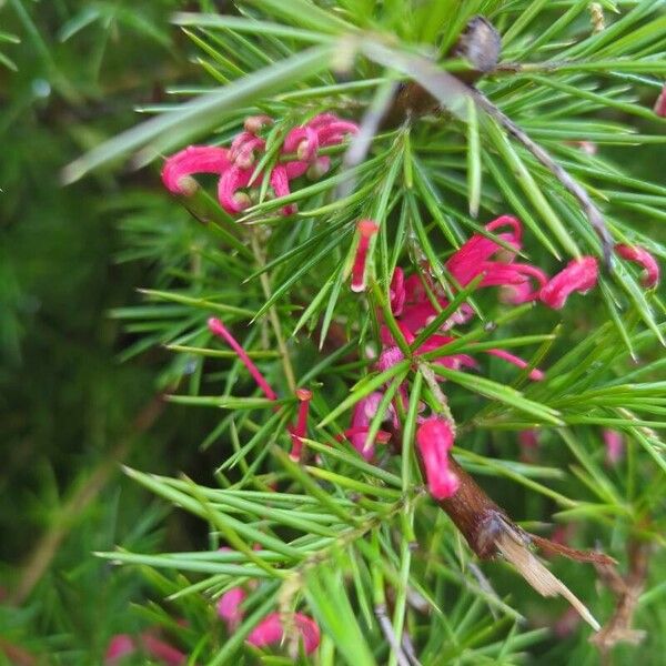 Grevillea rosmarinifolia Květ