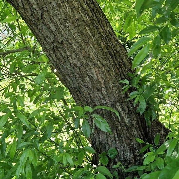 Salix pentandra പുറംതൊലി