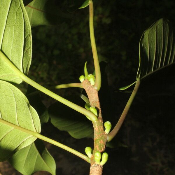 Ficus citrifolia Blatt