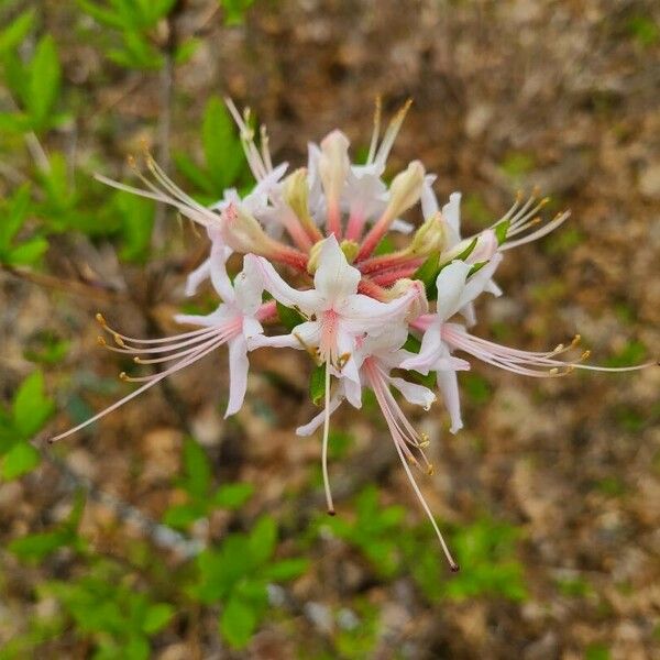 Rhododendron canescens Cvet