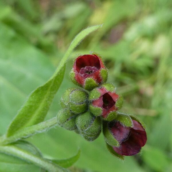 Cynoglossum officinale Kaarna