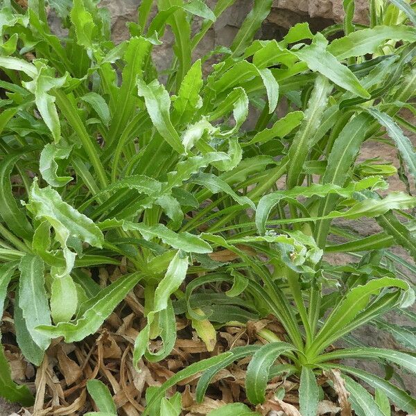 Campanula speciosa ഇല