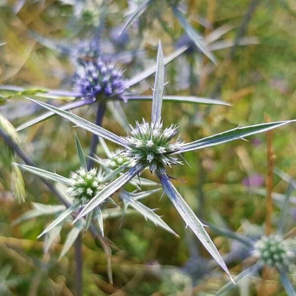 Eryngium amethystinum Kwiat