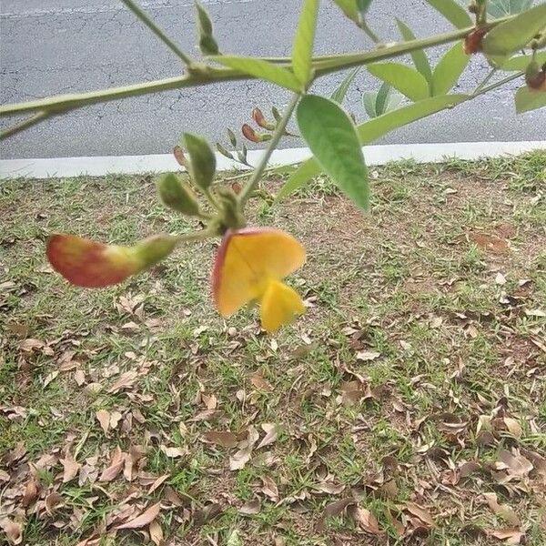 Cajanus cajan Flower