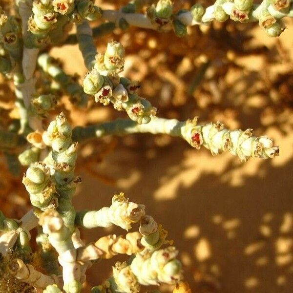 Anabasis articulata Flower