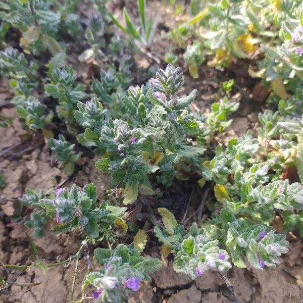 Teucrium scordium Leaf