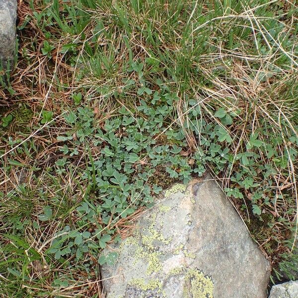 Sibbaldia procumbens Natur