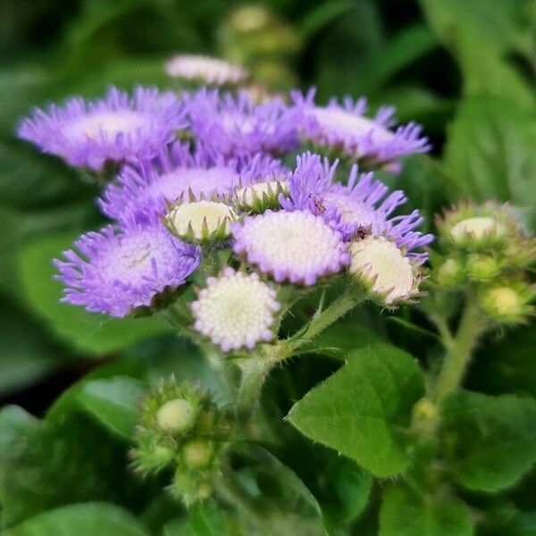 Ageratum houstonianum Virág