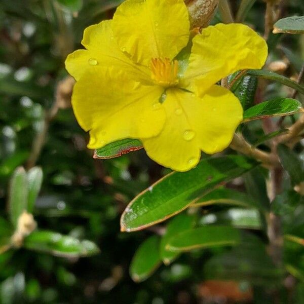 Acridocarpus adenophorus Flor